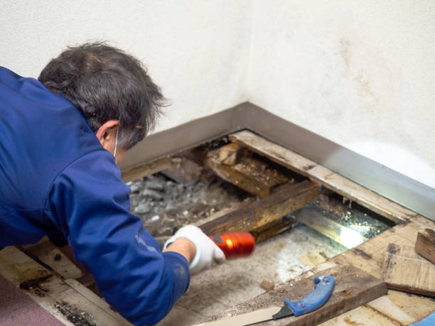 Best Toxic Mold Removal  in Talent, OR
