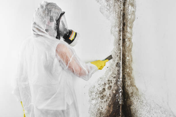 Best Mold Testing  in Talent, OR