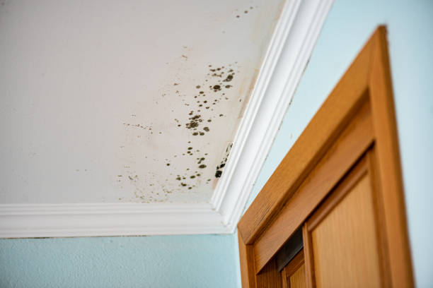Best Office Mold Removal Services  in Talent, OR