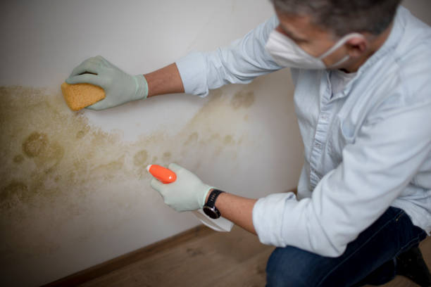 Best Home Mold Removal  in Talent, OR
