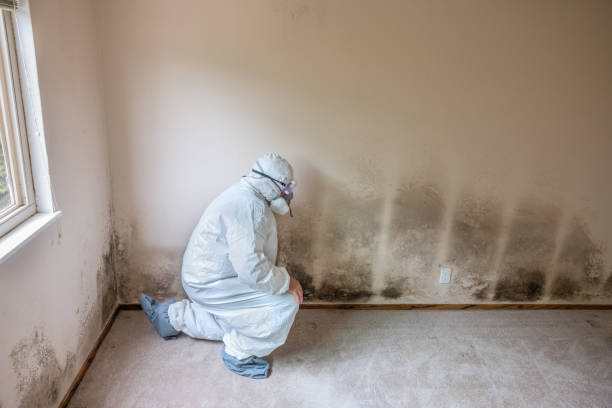 Best Mold Damage Repair  in Talent, OR