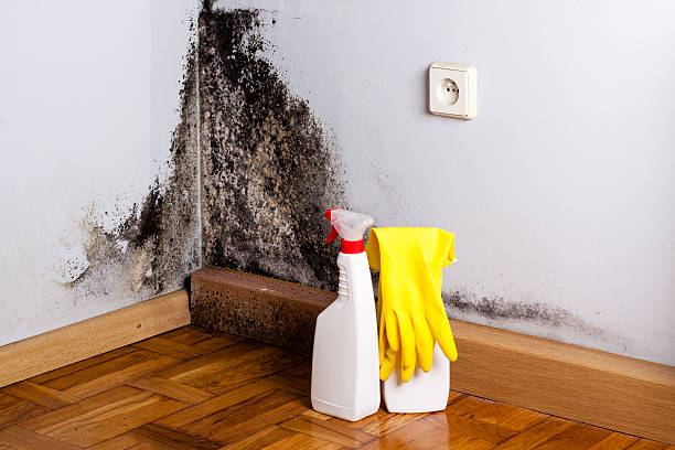 Best Residential Mold Removal  in Talent, OR