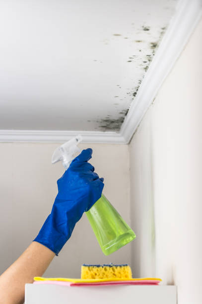 Best Mold Removal Process  in Talent, OR