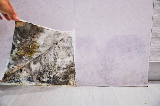 Best Local Mold Removal Service  in Talent, OR